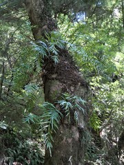 Microsorum novae-zealandiae