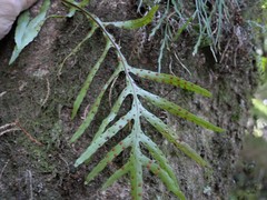 Microsorum novae-zealandiae