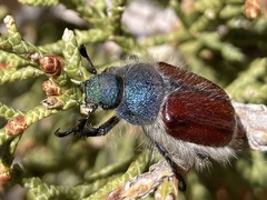 Paracotalpa granicollis