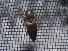 Diplostethus opacicollis