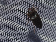 Diplostethus opacicollis