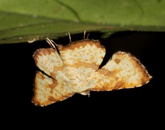 Corymica deducta
