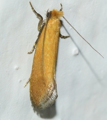Reisserita chrysopterella