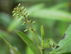 Veronica ligustrifolia