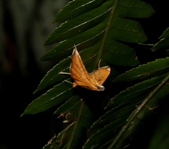 Mabra nigriscripta