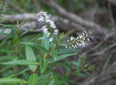 Veronica ligustrifolia