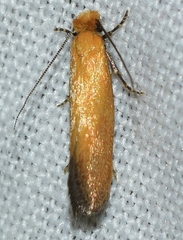 Reisserita chrysopterella