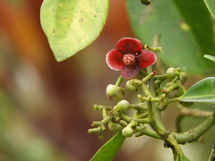Clusia cuneifolia