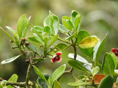 Clusia cuneifolia
