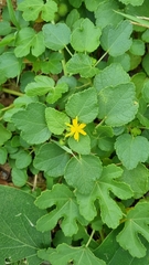 Triumfetta procumbens