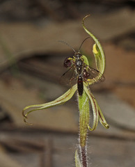 Caladenia toxochila