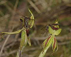 Caladenia toxochila