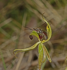 Caladenia toxochila