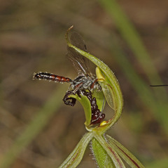 Caladenia toxochila