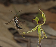 Caladenia toxochila