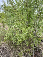 Salix arbusculoides
