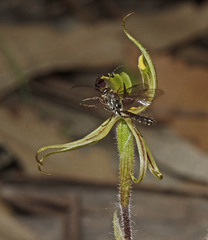 Caladenia toxochila