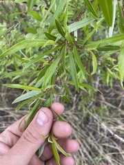Salix arbusculoides