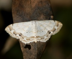 Scopula propinquaria