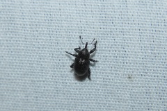 Chalcodermus aeneus