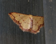 Idaea impexa