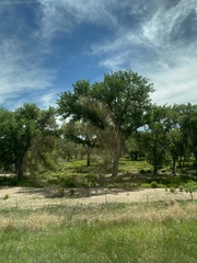 Populus deltoides monilifera