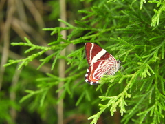 Erateinini