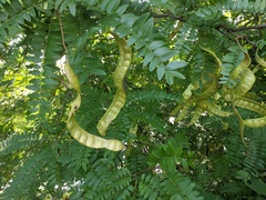 Gleditsia triacanthos