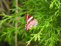 Erateinini