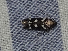 Filatima arizonella
