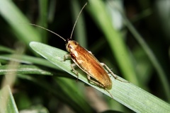 Ischnoptera bilunata