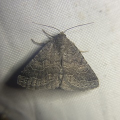 Matigramma pulverilinea