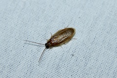 Compsodes schwarzi
