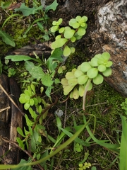 Sedum emarginatum