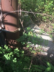 Thamnophis cyrtopsis ocellatus