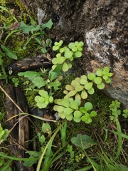 Sedum emarginatum