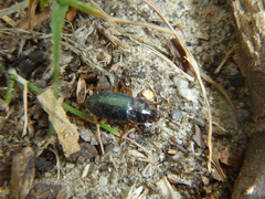 Harpalus smaragdinus