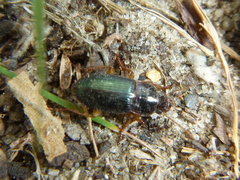 Harpalus smaragdinus