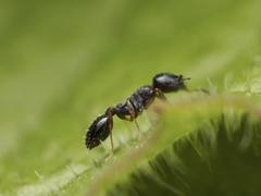 Temnothorax longispinosus