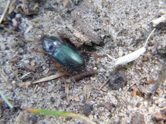 Harpalus smaragdinus