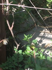 Thamnophis cyrtopsis ocellatus