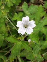 Geranium wilfordii