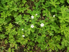 Geranium wilfordii