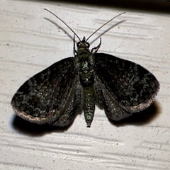 Pasiphila rectangulata