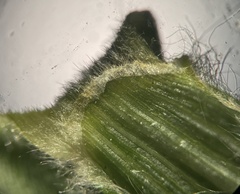 Dichanthelium commutatum commutatum