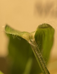 Dichanthelium commutatum commutatum