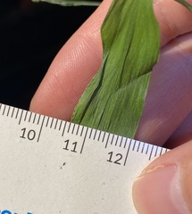 Dichanthelium commutatum commutatum