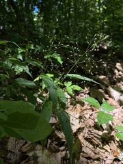 Dichanthelium commutatum commutatum