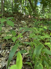 Dichanthelium commutatum commutatum