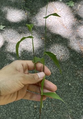 Dichanthelium commutatum commutatum